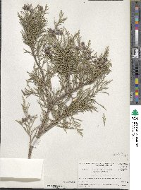 Juniperus excelsa subsp. polycarpos image