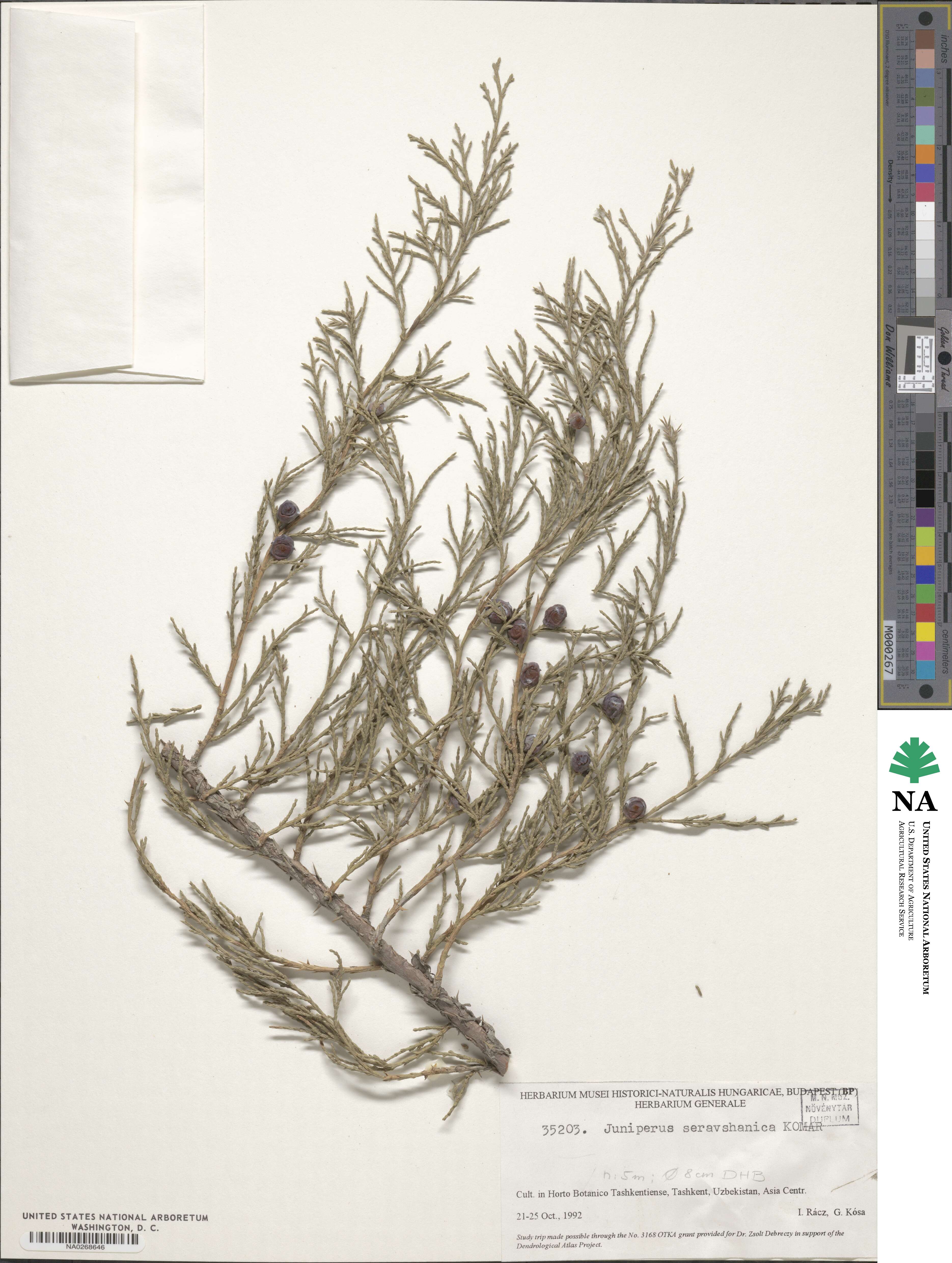 Juniperus excelsa image