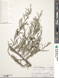 Juniperus excelsa image