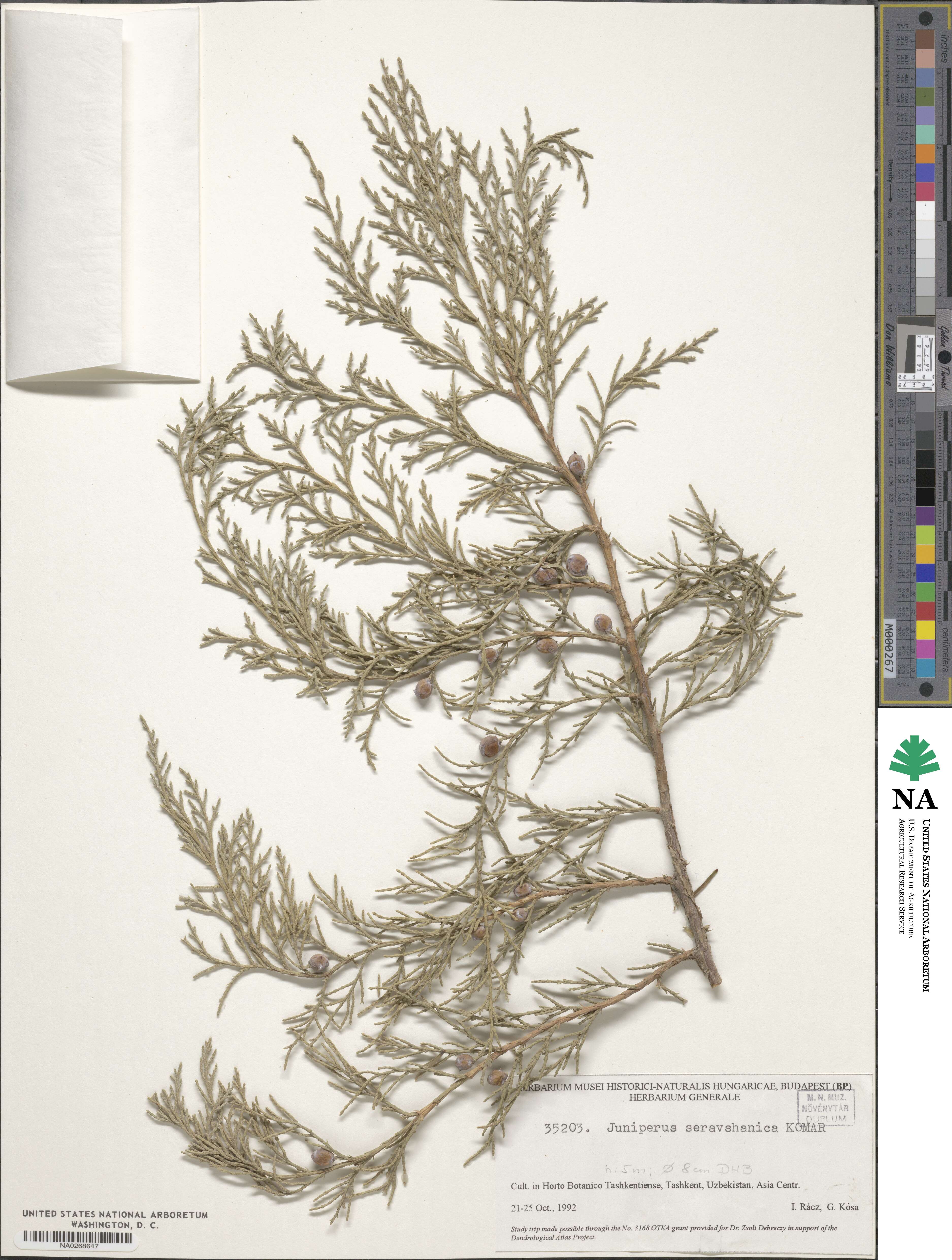 Juniperus excelsa subsp. polycarpos image
