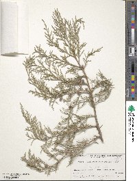 Juniperus excelsa image