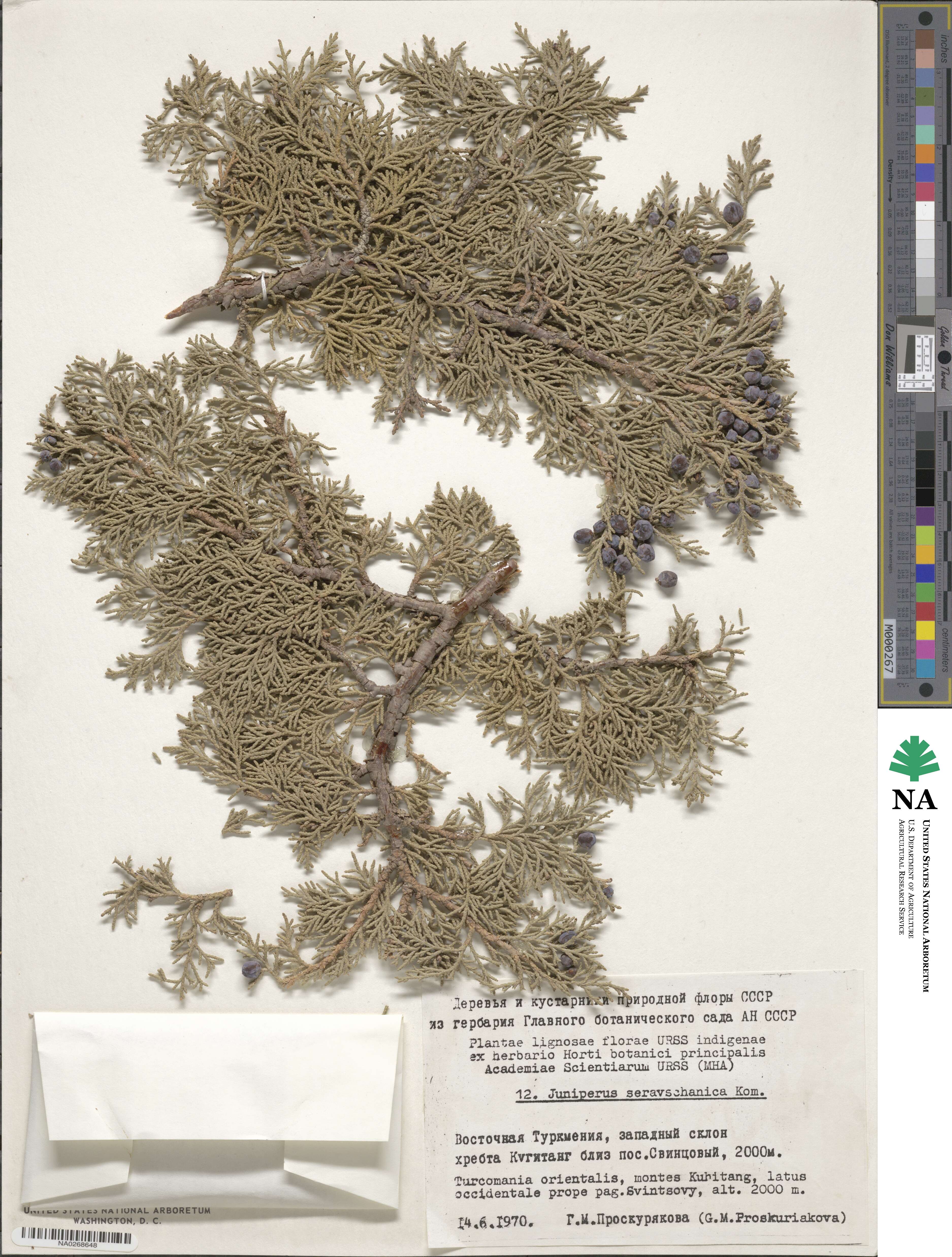 Juniperus excelsa subsp. polycarpos image