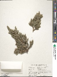 Juniperus squamata image