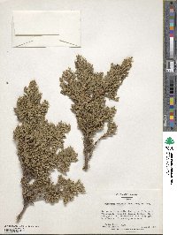 Juniperus squamata image