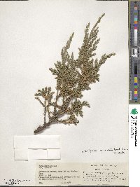 Juniperus squamata image