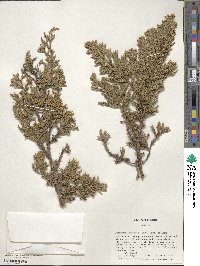 Juniperus squamata image