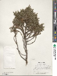 Juniperus squamata image