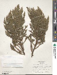 Juniperus squamata image