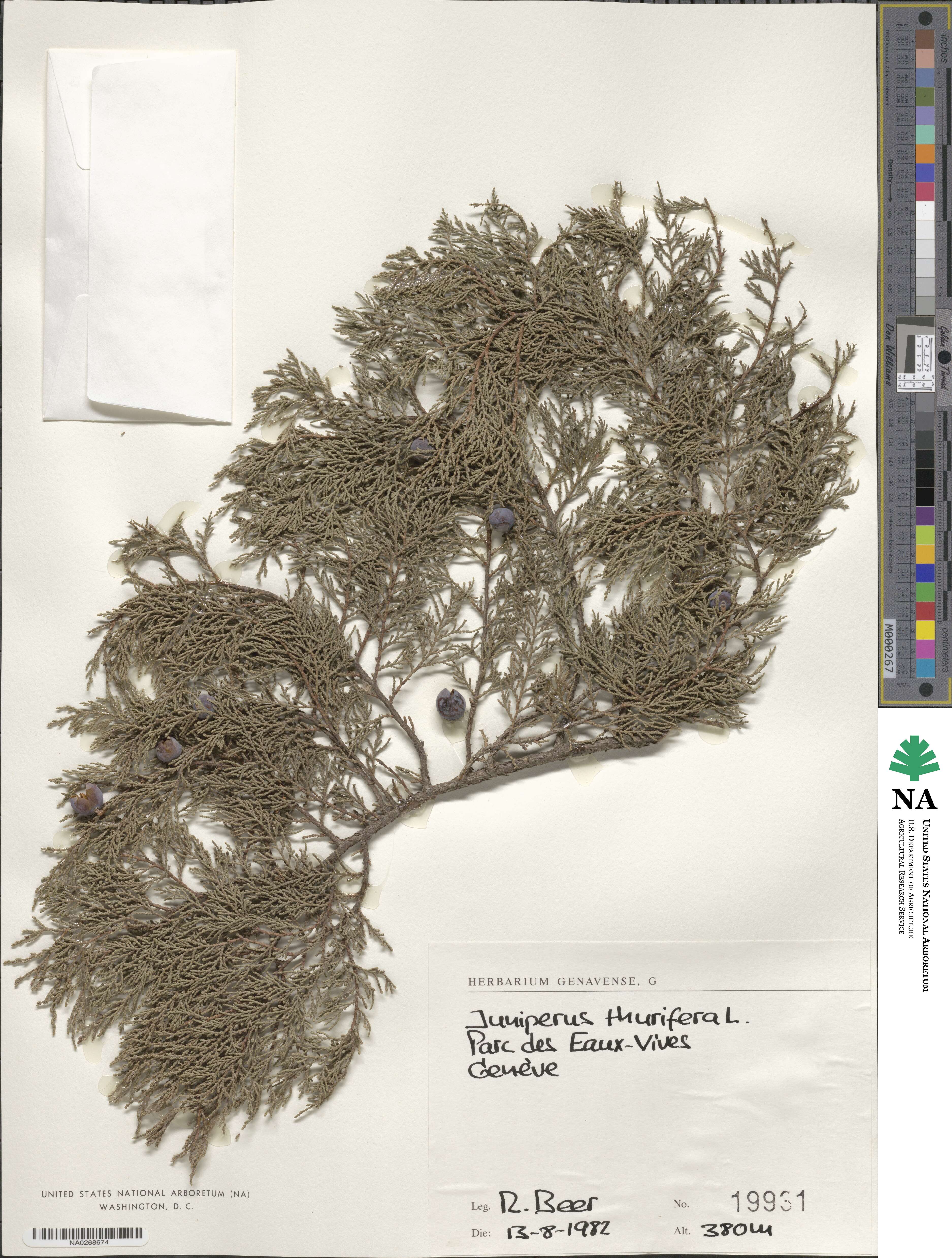 Juniperus thurifera image