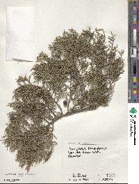 Juniperus thurifera image