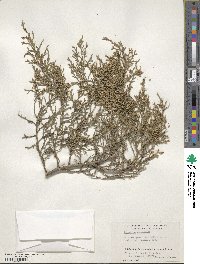 Juniperus virginiana image