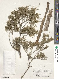 Juniperus virginiana image