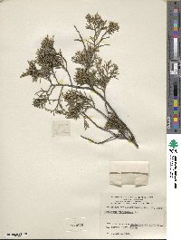 Juniperus virginiana image