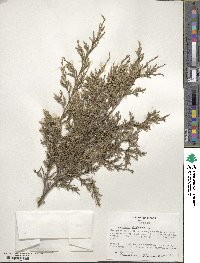 Juniperus virginiana image