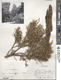 Juniperus virginiana image