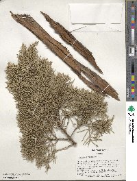 Juniperus virginiana image