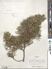 Juniperus virginiana image