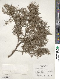 Juniperus virginiana image