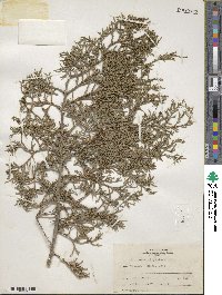 Juniperus virginiana image