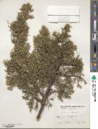 Juniperus virginiana image