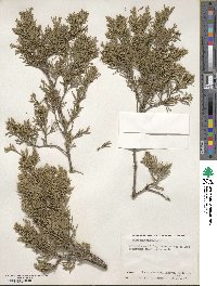 Juniperus virginiana image