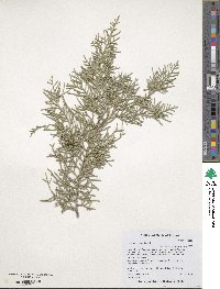 Juniperus virginiana image