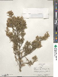 Juniperus virginiana image