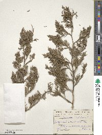 Juniperus virginiana image