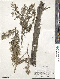 Juniperus virginiana image