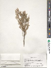 Juniperus virginiana image