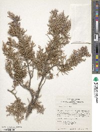 Juniperus virginiana image