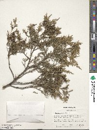 Juniperus virginiana image