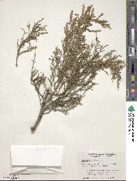 Juniperus virginiana image