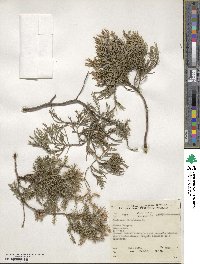 Juniperus virginiana image