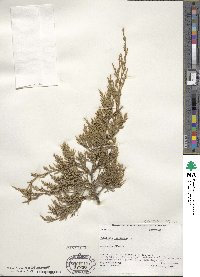 Juniperus virginiana image
