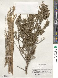 Juniperus virginiana image