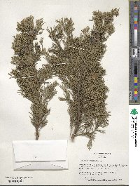 Juniperus virginiana image