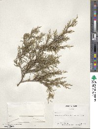 Juniperus virginiana image