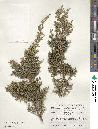 Juniperus virginiana var. virginiana image