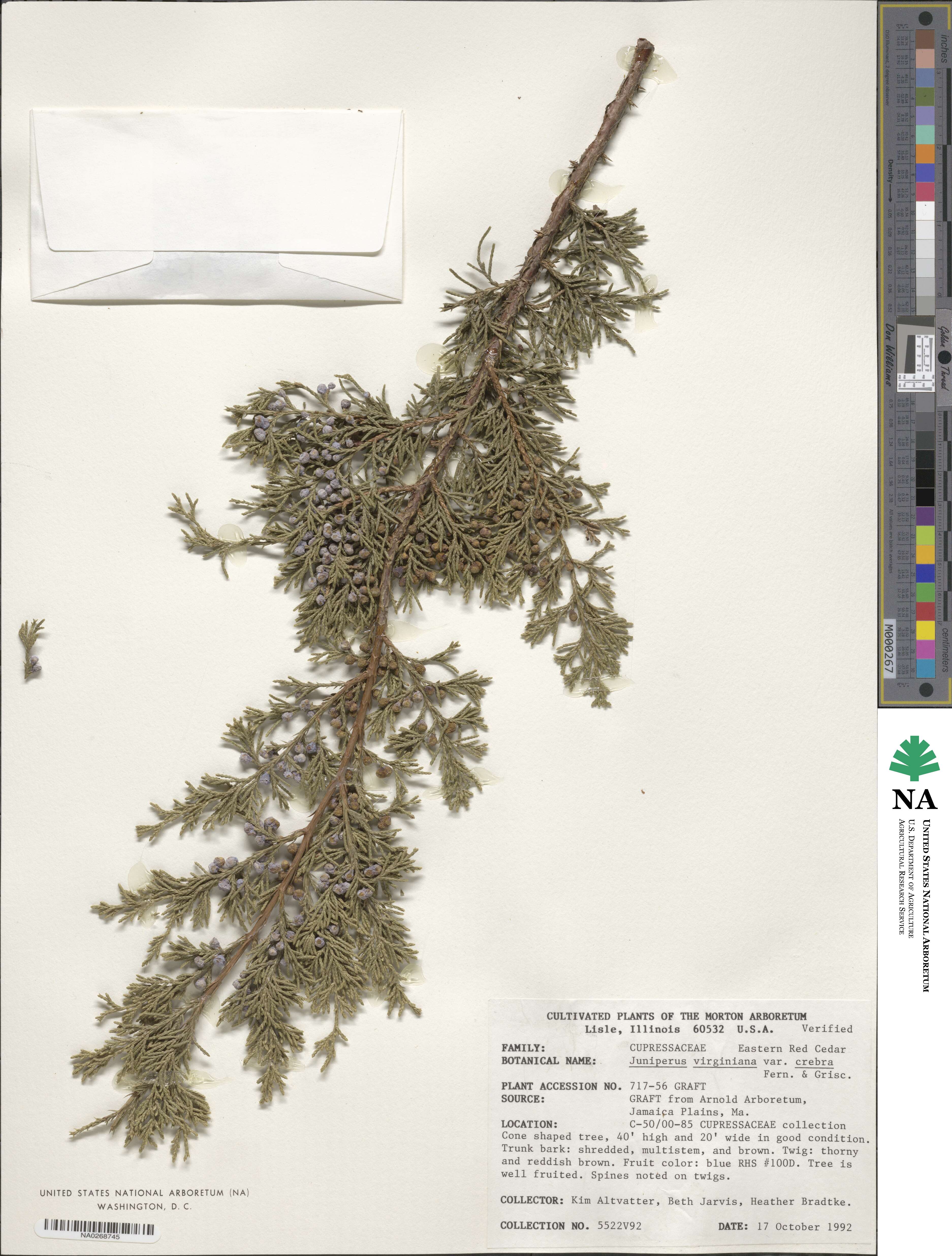 Juniperus virginiana var. virginiana image