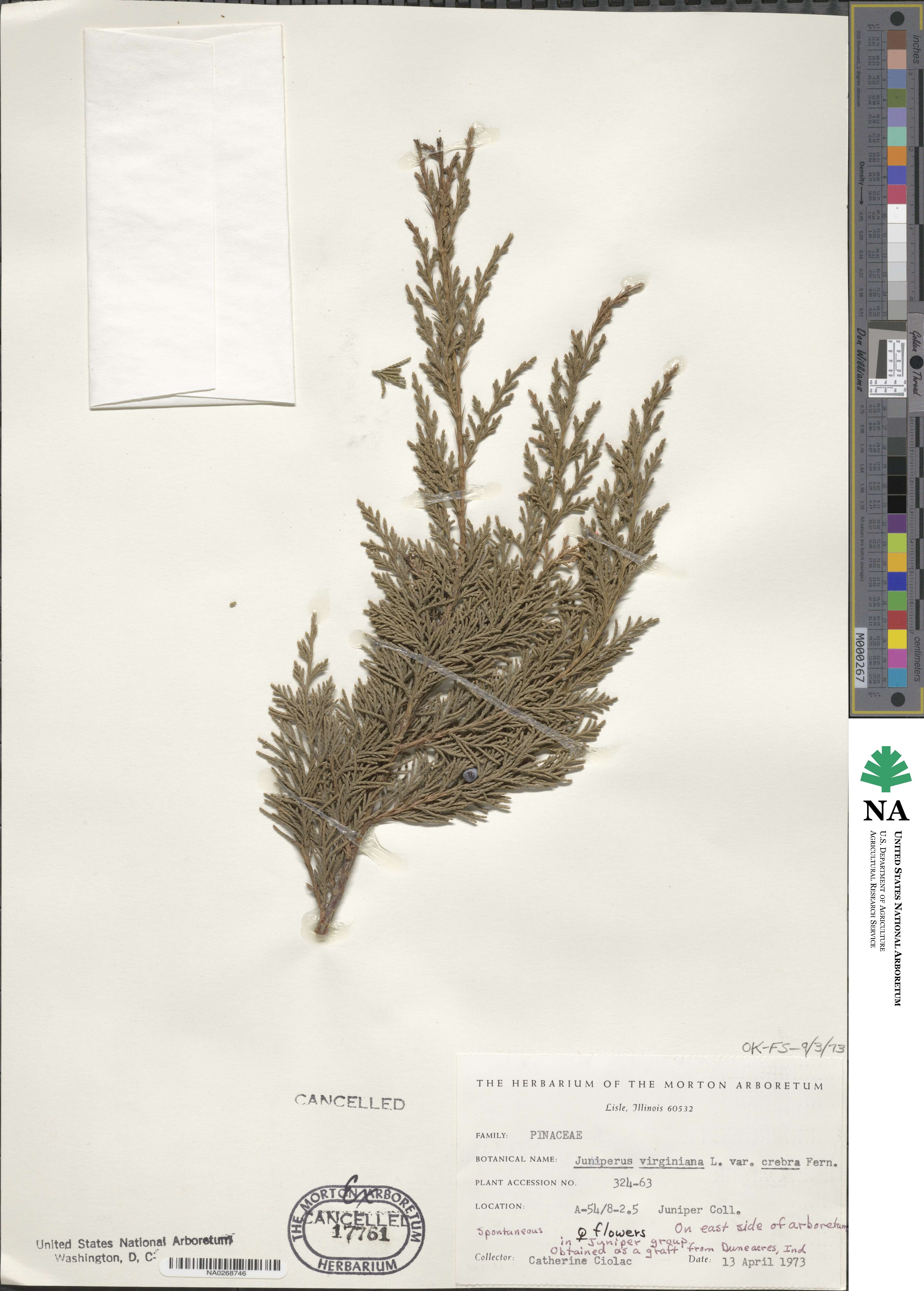 Juniperus virginiana var. virginiana image