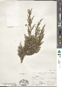 Juniperus virginiana image