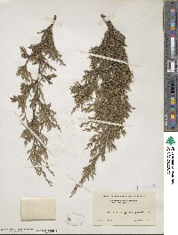 Juniperus virginiana image