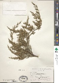 Juniperus virginiana var. pendula image