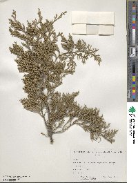 Juniperus virginiana var. pendula image