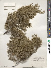 Juniperus virginiana image