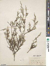 Juniperus virginiana image