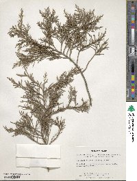 Juniperus virginiana image