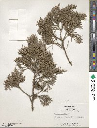 Juniperus virginiana image