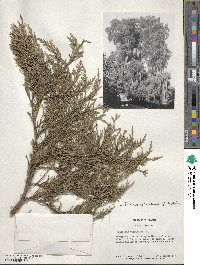 Juniperus virginiana var. silicicola image